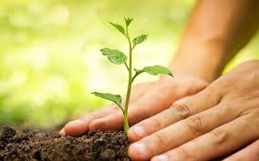 “Today is World Environment Day: Plant Trees, Protect the Environment.”